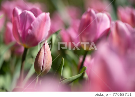 Close-up bright colorful pink tulip blooms in spring morning. 77068711