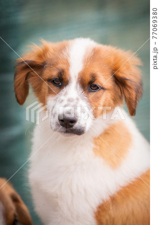 Dog with sad eyes in shelter for adoption Dog with sad eyes in shelter for adoption 77069380
