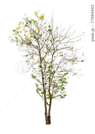 Cassia Fistula Flower Tree Isolated On White Background. Cassia Fistula Flower Tree Isolated On White Background. 77069402