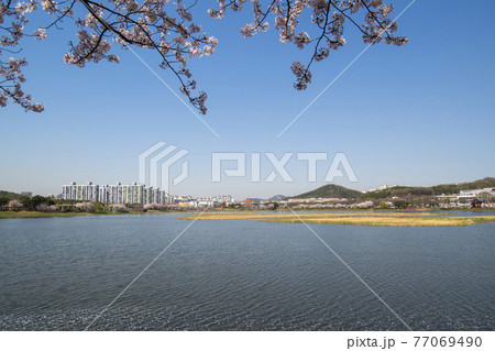 花 春 桜 77069490