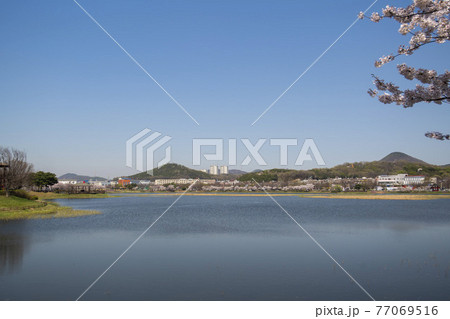 花 春 桜 77069516
