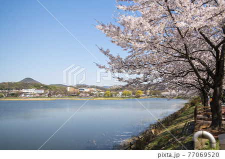 花 春 桜 77069520