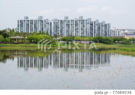 花 湖 桜 77069536