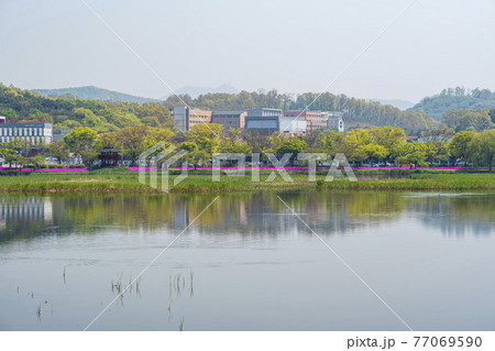 花 湖 桜 77069590