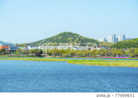 花 風景 湖 77069631
