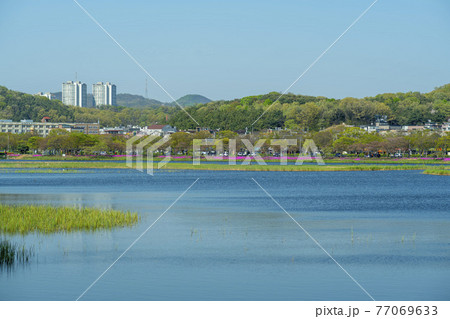 花 湖 桜 77069633