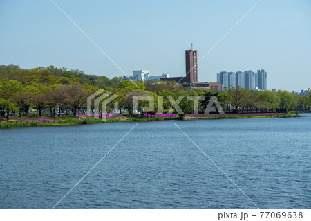 花 湖 桜 77069638