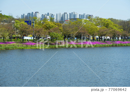 花 湖 桜 77069642