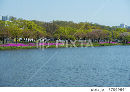 花 湖 桜 77069644