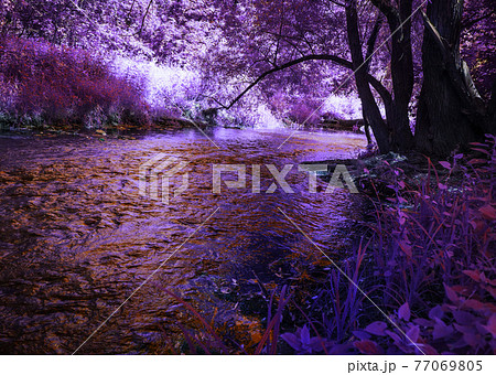 Fantasy purple forest and river Fantasy purple forest and river 77069805