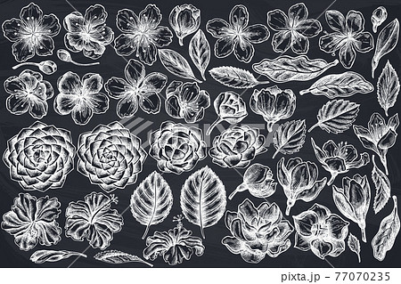 Vector set of hand drawn chalk hibiscus, plum flowers, peach flowers, sakura flowers, magnolia 77070235
