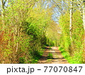 春の森への小道 77070847