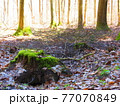 落ち葉とコケの生えた切り株 77070849