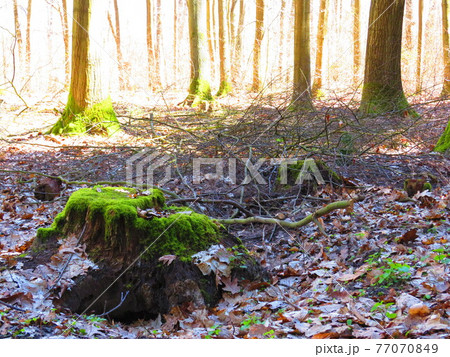 落ち葉とコケの生えた切り株 落ち葉とコケの生えた切り株 77070849