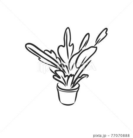 Pot plants set, vector illustration flowers in pots drawn black line on a white background, hand-drawn design elements. Pot plants set, vector illustration flowers in pots drawn black line on a white background, hand-drawn design elements. 77070888