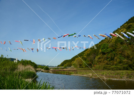 5月の空を泳ぐこいのぼり 5月の空を泳ぐこいのぼり 77071072