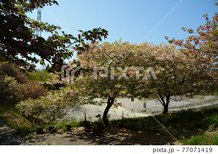 ボタン桜の里　満開のボタン桜 77071419