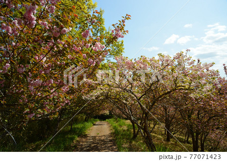 ボタン桜の里　満開のボタン桜 77071423