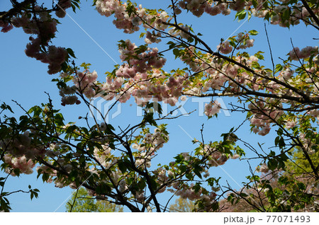 ボタン桜の里　満開のボタン桜 77071493