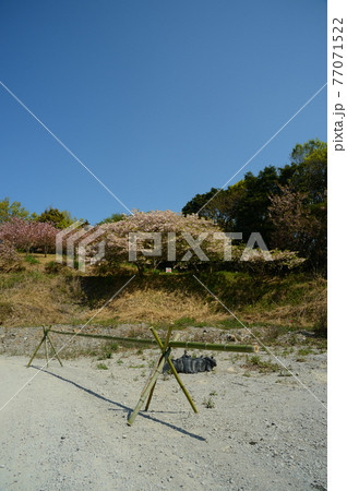 ボタン桜の里　満開のボタン桜 77071522