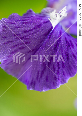 花菖蒲の花部分のアップ 77071539