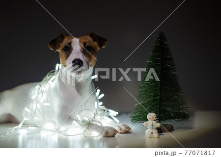 Jack russell terrier dog on a garland next to a small tabletop artificial tree on christmas eve Jack russell terrier dog on a garland next to a small tabletop artificial tree on christmas eve 77071817