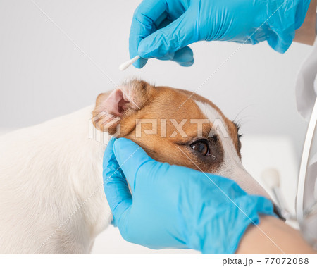 Vet cleans ears with a cotton swab to dog jack russell terrier on a white background. 77072088