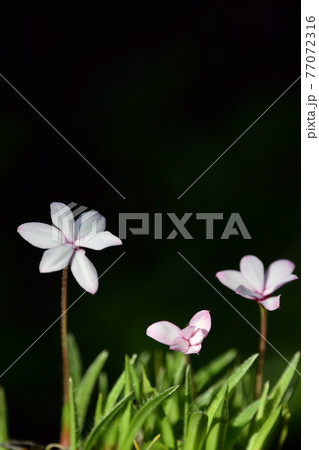 アッツザクラ 77072316