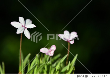 アッツザクラ 77072317