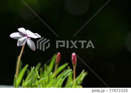 アッツザクラ 77072320