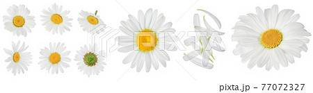chamomile or daisies isolated on white background with full depth of field. Set or collection. 77072327