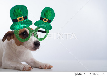 Portrait of a dog jack russell terrier in funny glasses on a white background. Saint patricks day holiday concept Portrait of a dog jack russell terrier in funny glasses on a white background. Saint patricks day holiday concept 77072333