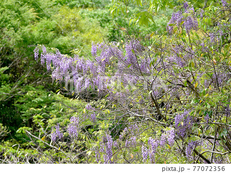 新緑に映える薄紫色の花、ヤマフジ 77072356