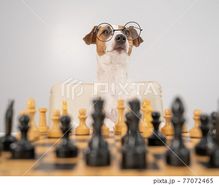 Smart dog jack russell terrier in glasses plays chess on a white background. 77072465