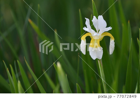 アヤメ 白 の写真素材