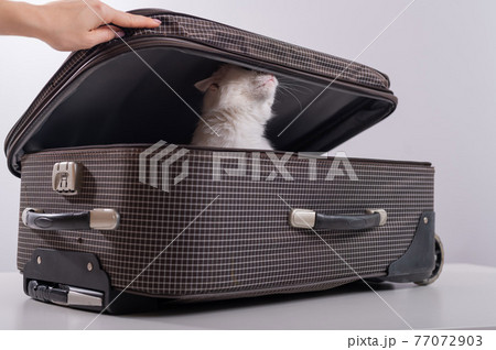 A white cat looks out of a checkered suitcase A white cat looks out of a checkered suitcase 77072903