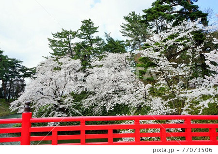 桜の名所 弘前公園 桜の名所 弘前公園 77073506