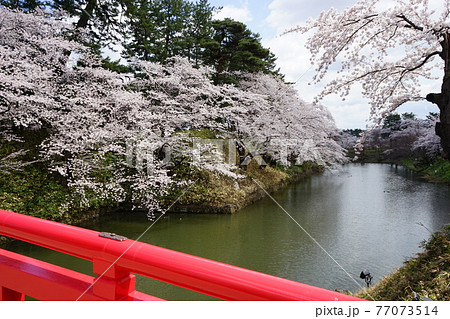桜の名所 弘前公園 桜の名所 弘前公園 77073514