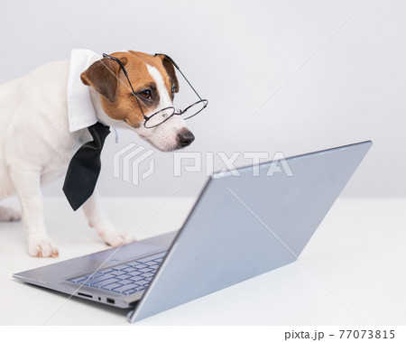 Smart dog jack russell terrier in a tie and glasses sits at a laptop on a white background. 77073815