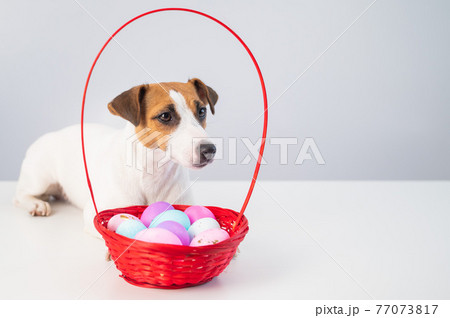 Jack russell terrier dog and a red basket with colorful eggs for easter on a white background 77073817