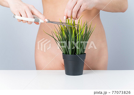 A naked faceless woman cuts a bush. Epilation of the bikini zone on a white background A naked faceless woman cuts a bush. Epilation of the bikini zone on a white background 77073826