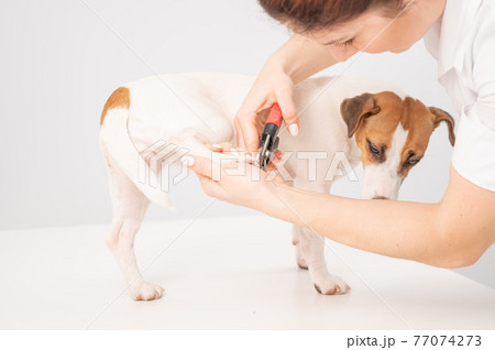The veterinarian cuts the dog jack russell terrier's claws on a white background. The veterinarian cuts the dog jack russell terrier's claws on a white background. 77074273