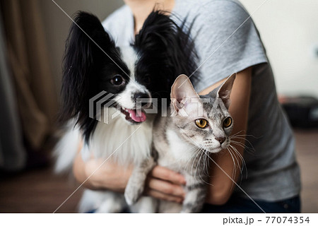 A woman holds in her hands a brush sphinx cat and a papillon dog 77074354