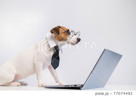 Smart dog jack russell terrier in a tie and glasses sits at a laptop on a white background. 77074492