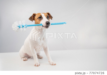 Jack russell terrier dog holds a blue toilet brush in his mouth. Plumbing cleaner Jack russell terrier dog holds a blue toilet brush in his mouth. Plumbing cleaner 77074726