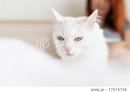 Unhappy white fluffy cat with its owner in the background. happy blurred woman sitting on the bed with her pet in the foreground. 77074736