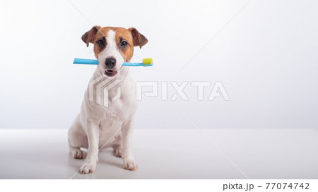 Smart dog jack russell terrier holds a blue toothbrush in his mouth on a white background. Oral hygiene of pets 77074742