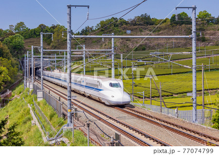（静岡県）牧之原の茶畑を走る新幹線　上り線 77074799