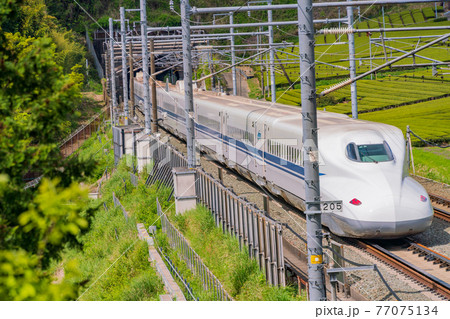 （静岡県）牧之原の茶畑を走る新幹線　下り線 77075134