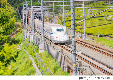 （静岡県）牧之原の茶畑を走る新幹線　下り線 77075136